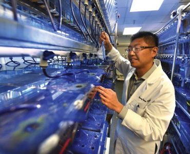 Dr. Yong Teng uses zebrafish in his cancer research. Photo by Phil Jones.