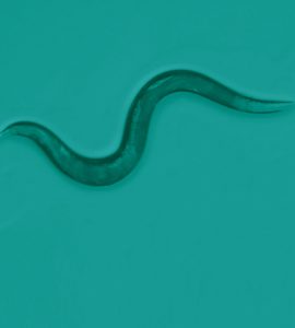 microscopic view of a nematode