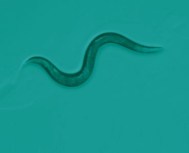 microscopic view of a nematode