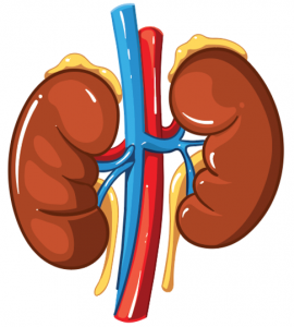drawn color image of kidneys