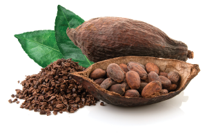 picture of a cocoa bean