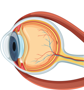 drawn image of an eye