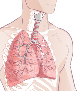 drawing of lungs