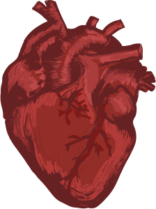 picture of human heart