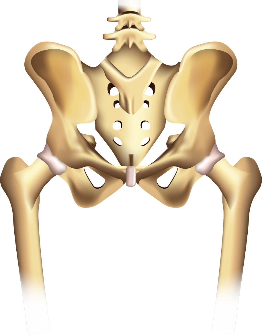 image of skeletal hip