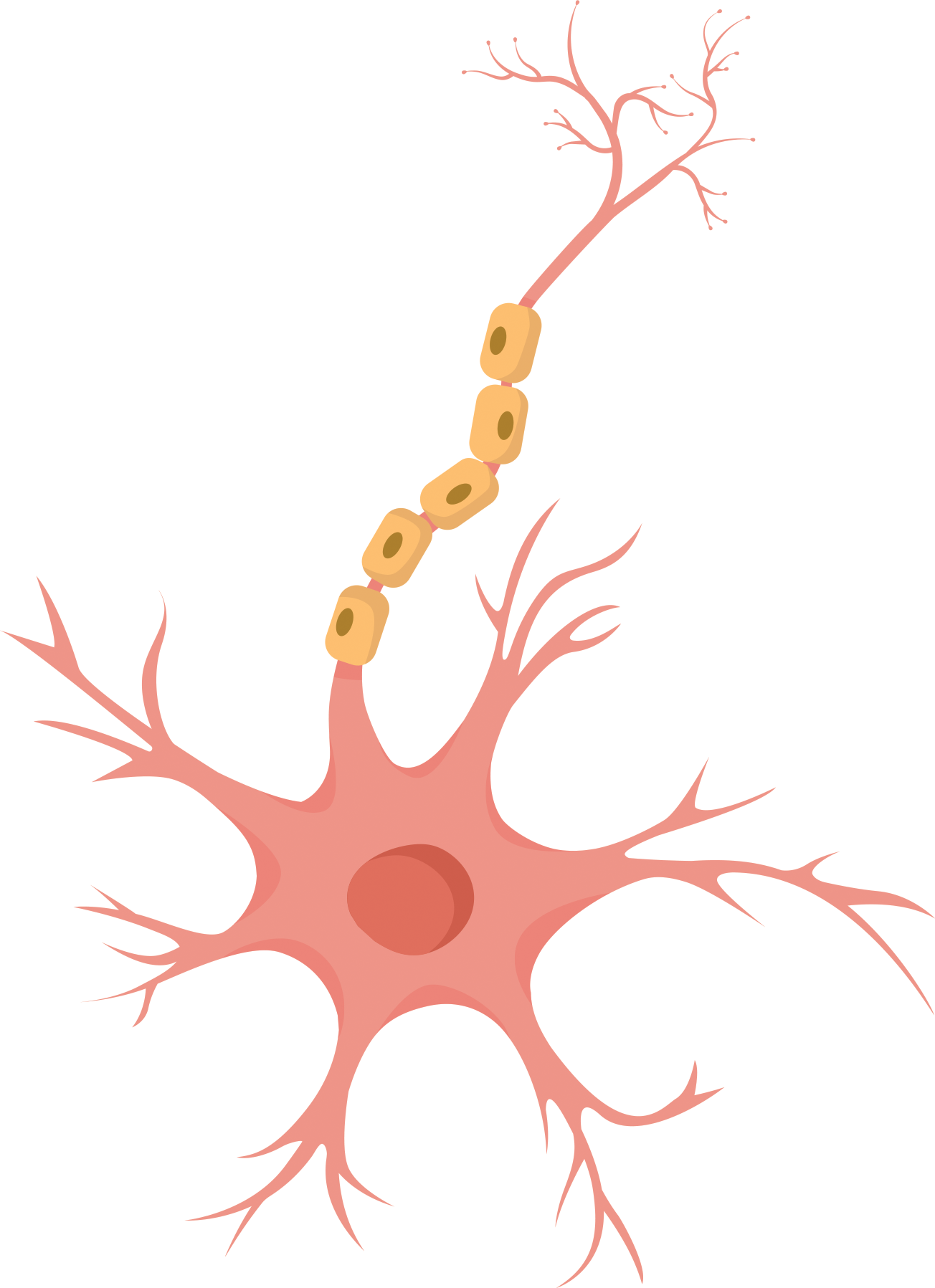 drawing of a neuron