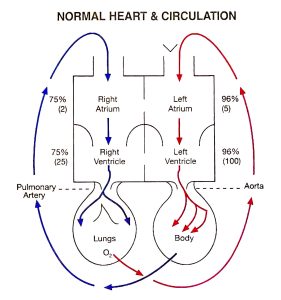 heart drawing showing normal heart & circulation