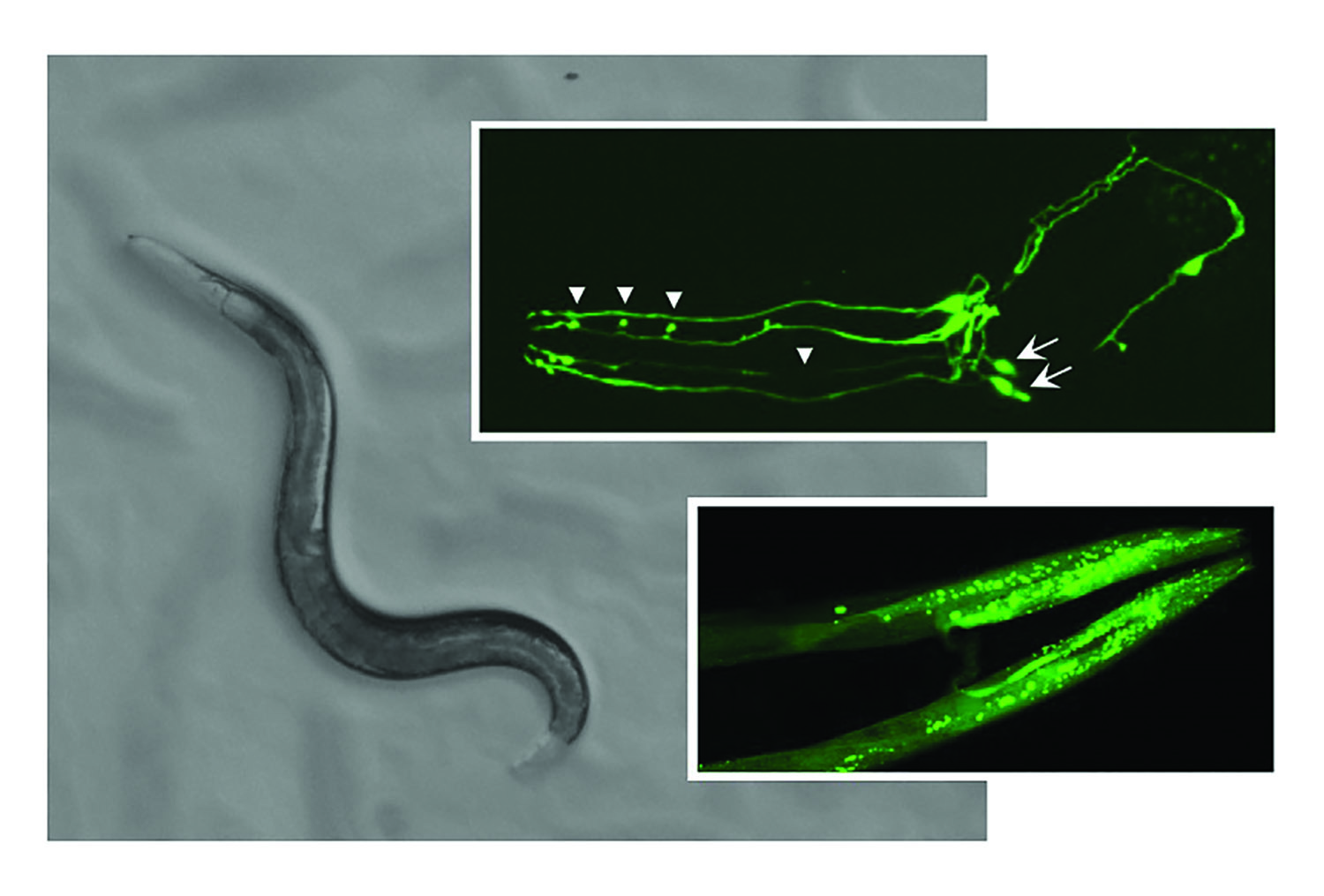 pictures of the C. elegans worm